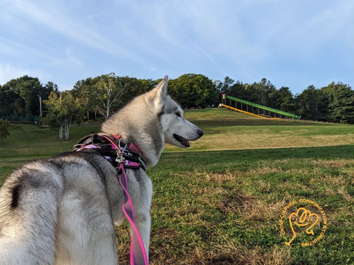 広い芝生の広場を眺めるハスキー犬の写真